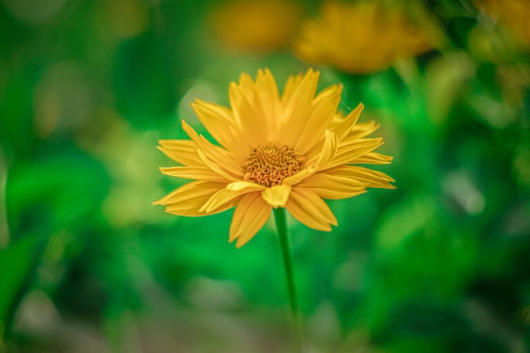 Arnica Montana: Homeopathic Remedy Overview